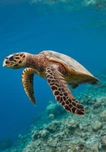 Marine Wildlife Monitoring at the Key West World Championship Races